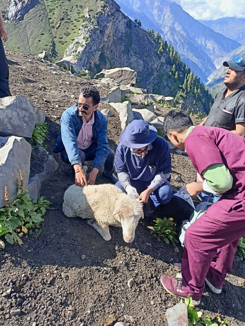 Sheep treatment in Himalayas