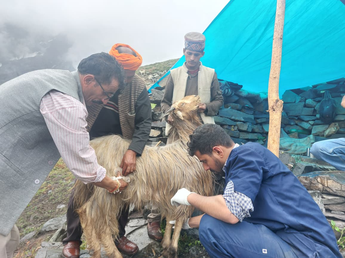 Goat treatment in field