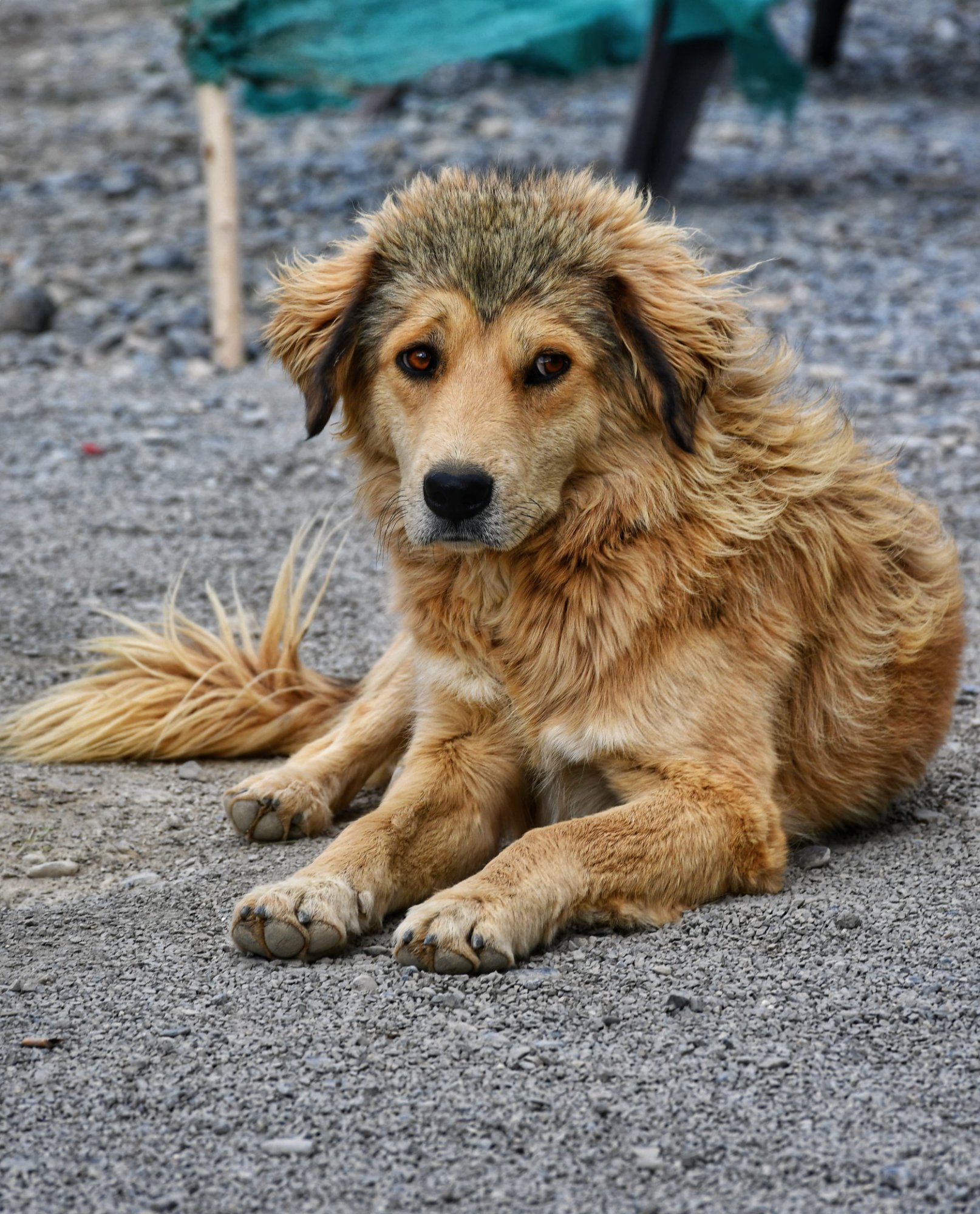 Mountain dog with Himalayan backdrop